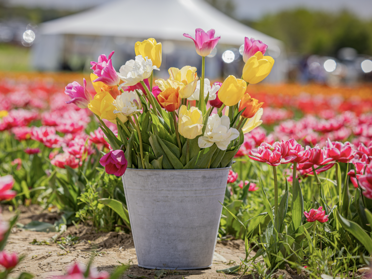 春のナイアガラの滝旅におすすめ｜チューリップ畑とオランダとの意外なつながり